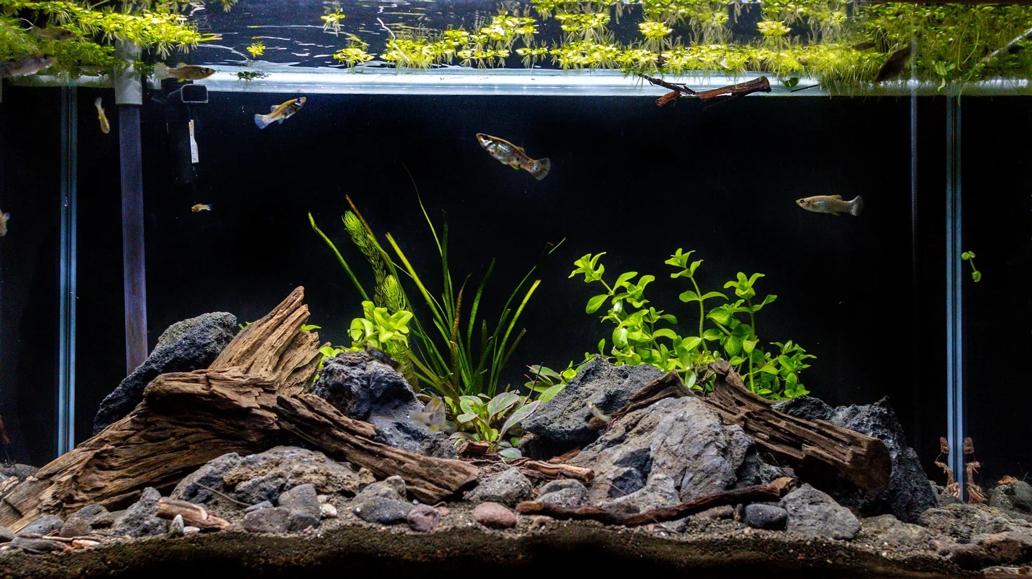 How to Create a Biotope | Crafting a Stunning Costa Rican River Habitat