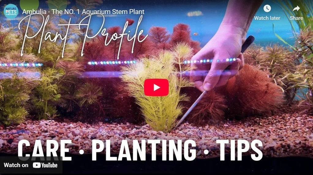 Ambulia the #1 Aquarium Stem Plant | Easy to Grow & Beginner Friendly