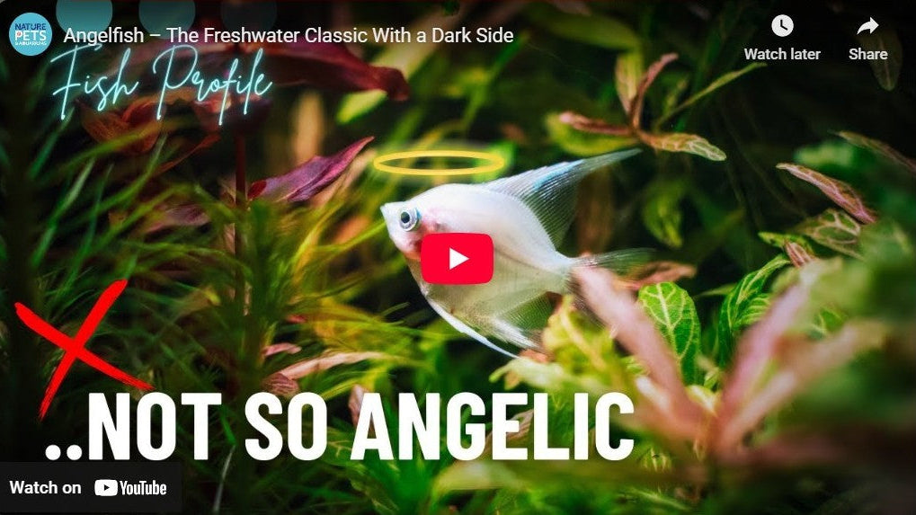 Angelfish | Care Guide, Tank Size, Compatibility, Diet & Origin