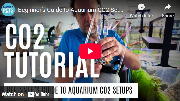 Beginner’s Guide to CO2 Setup for Planted Aquariums – Single & Dual Tank Systems