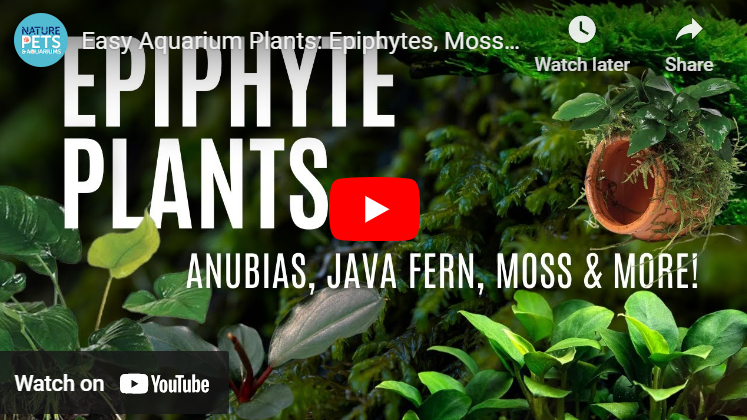 Epiphytes in Aquariums | Care, Attachment & Top Mosses for Thriving Aquascapes
