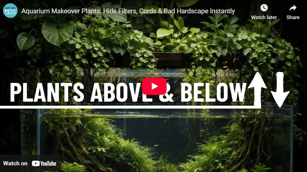 Easy Aquarium Plants to Instantly Improve Your Fish Tank