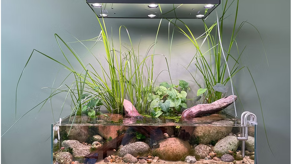 Shallow Aquascapes: Minimalism Meets Natural Beauty