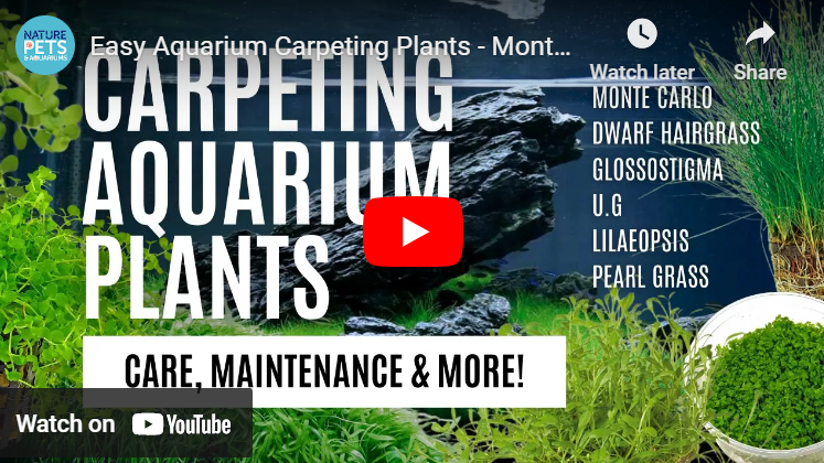 Easy Aquarium Carpeting Plants | Monte Carlo, Dwarf Hairgrass & More