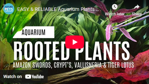 EASY & RELIABLE Aquarium Plants | Perfect for Beginners!