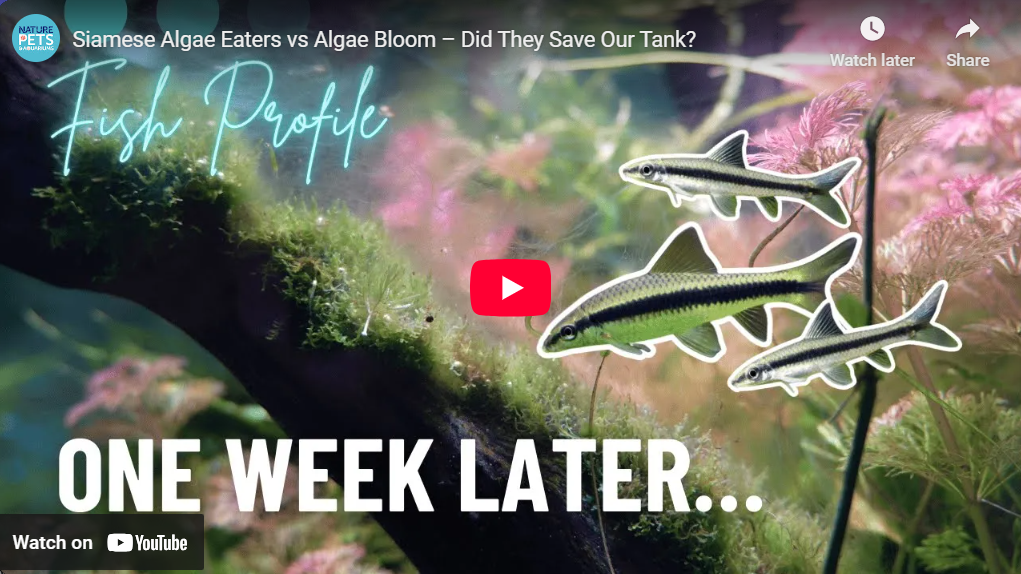 Siamese Algae Eaters | Care Guide, Behaviour, Diet & Tankmates