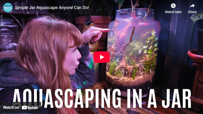 Easy Low-Tech Planted Aquarium Setup for Beginners