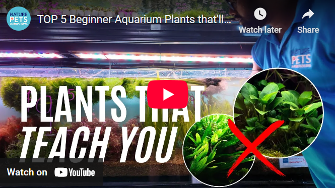 Top 5 Fast-Growing Beginner Aquarium Plants | Low-Tech Tanks