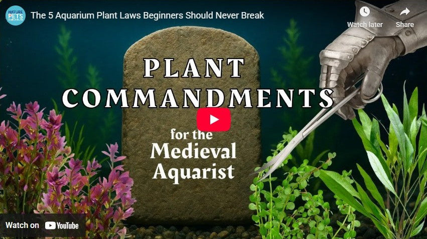 The 5 Aquarium Plant Laws Beginners Should Never Break