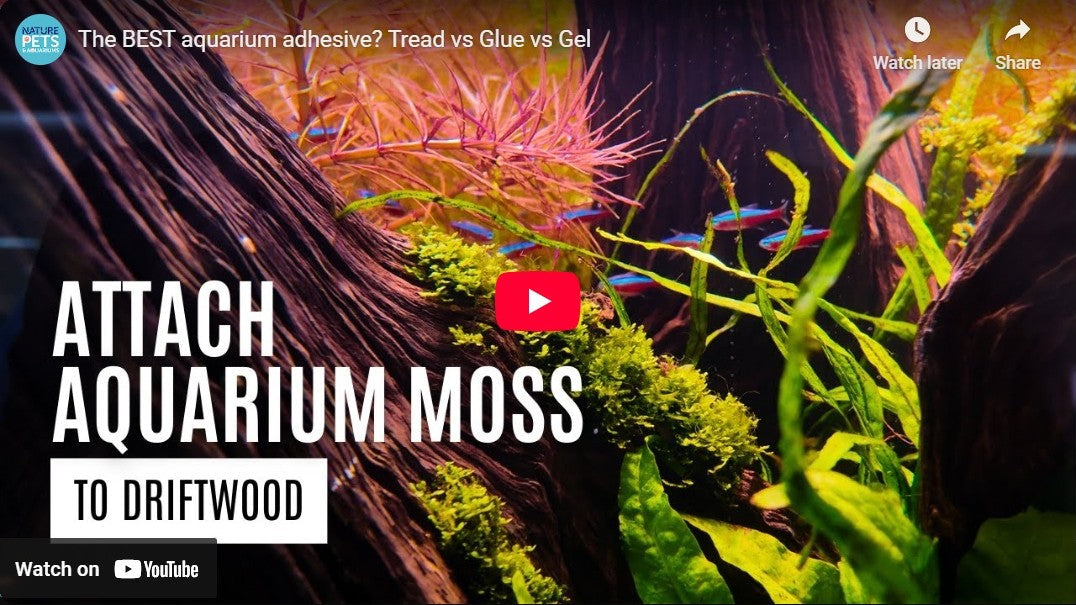 Best Aquarium Adhesives for Moss & Driftwood | Thread vs. Glue Comparison