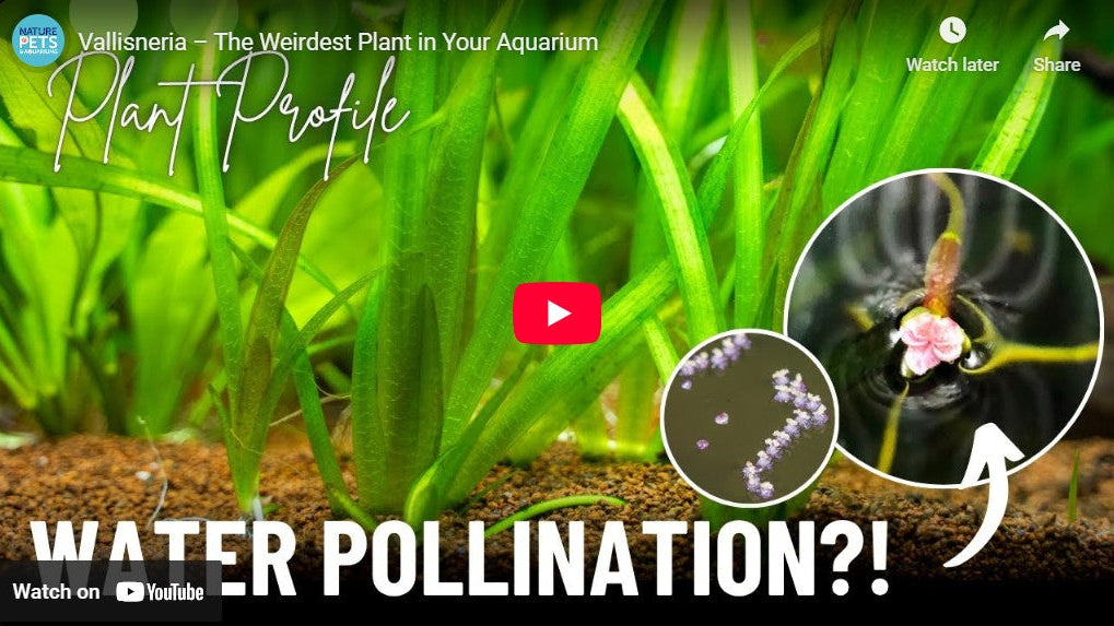 Vallisneria | Care Guide, Tips, Propagation & Flowering