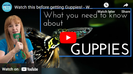 Guppy Fish Care Guide | Tank Setup, Water Parameters & Breeding Tips