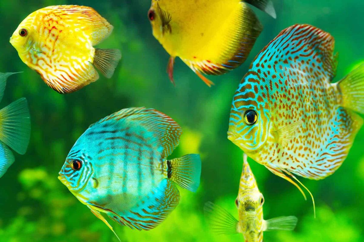Live fish aus cheap