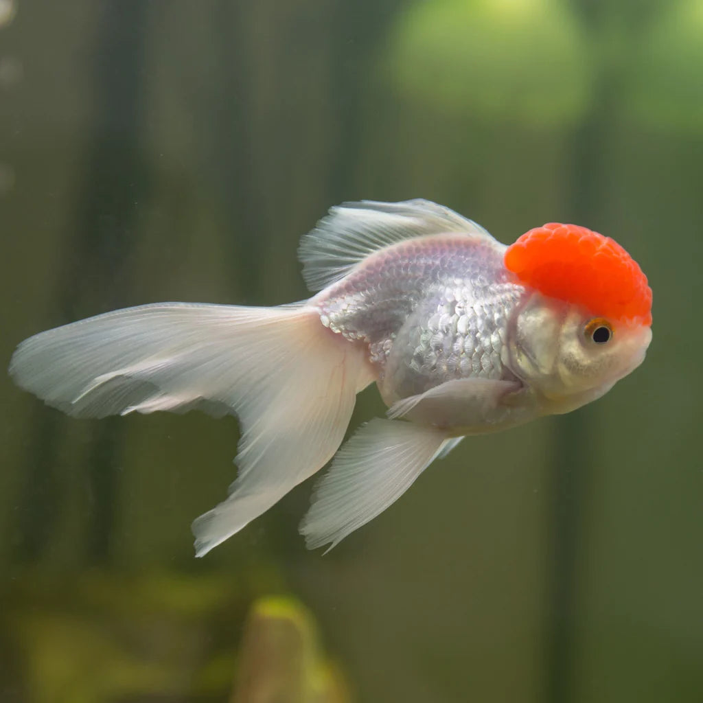 Black Shortbody Oranda 4cm