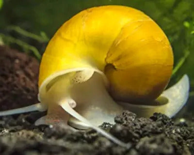 Gold Mystery Snail