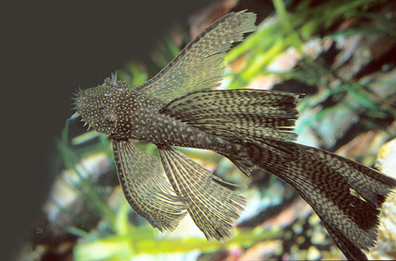 Longfin Bristlenose Catfish 4cm