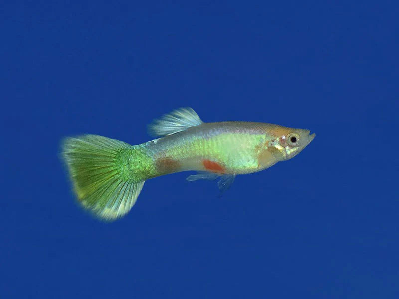 Moscow Lemon Lime Guppy Male
