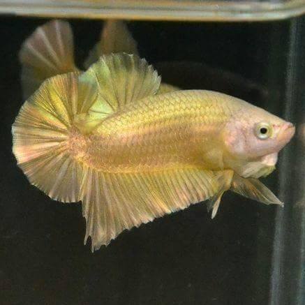 Male Betta 24K Gold