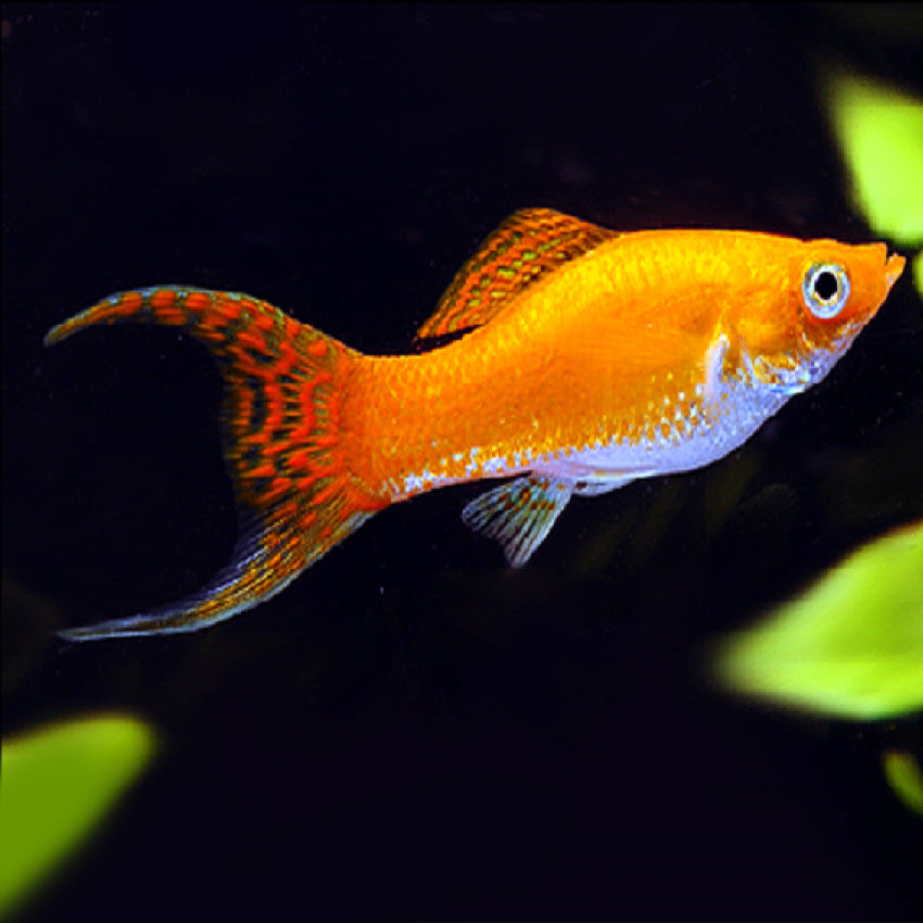 Saffron Molly Lyretail