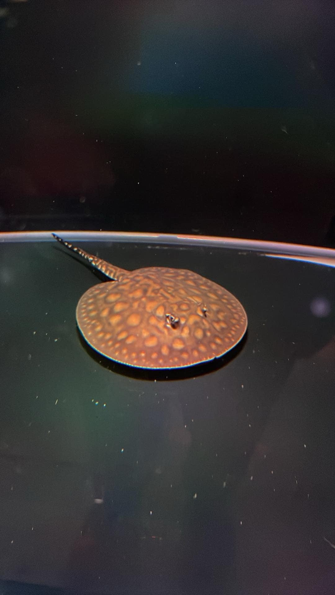 PURE Motoro Stingray 10cm