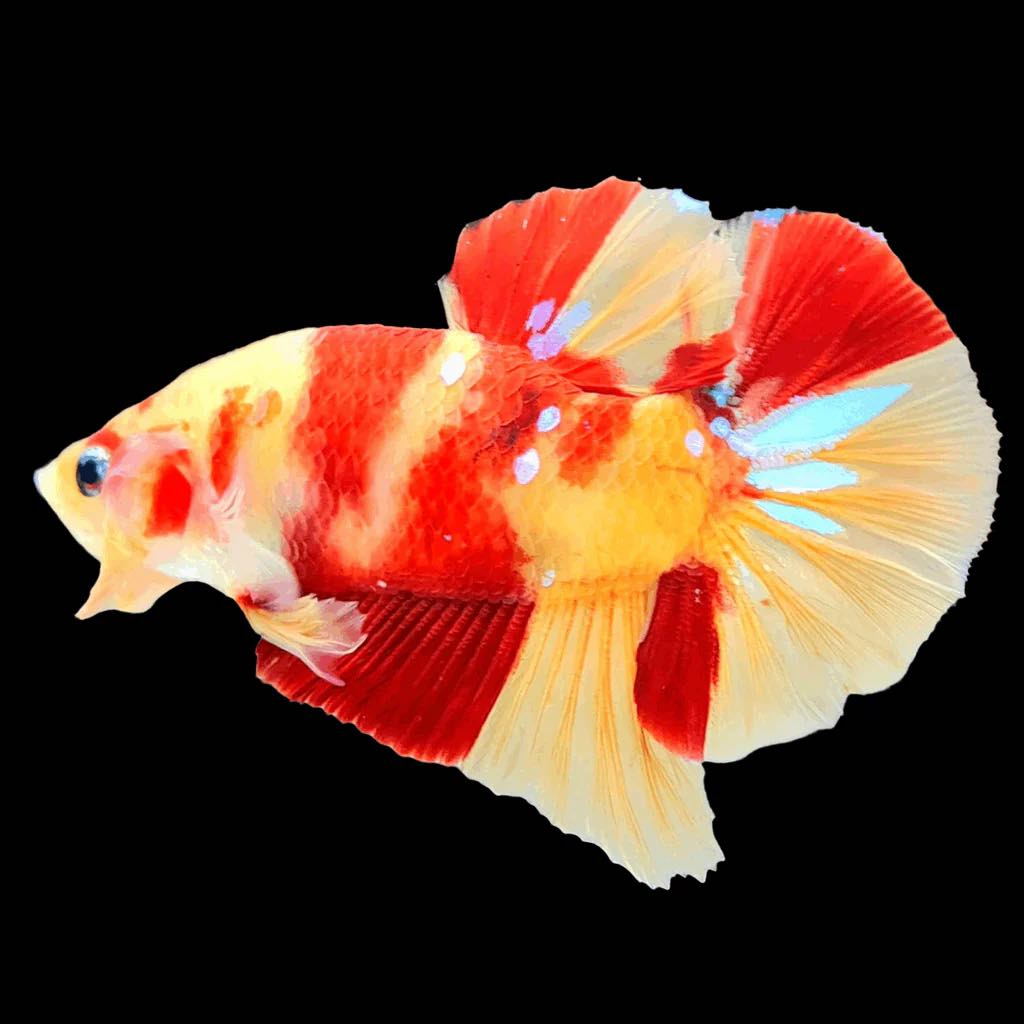 HMPK Leopard Koi Male Betta
