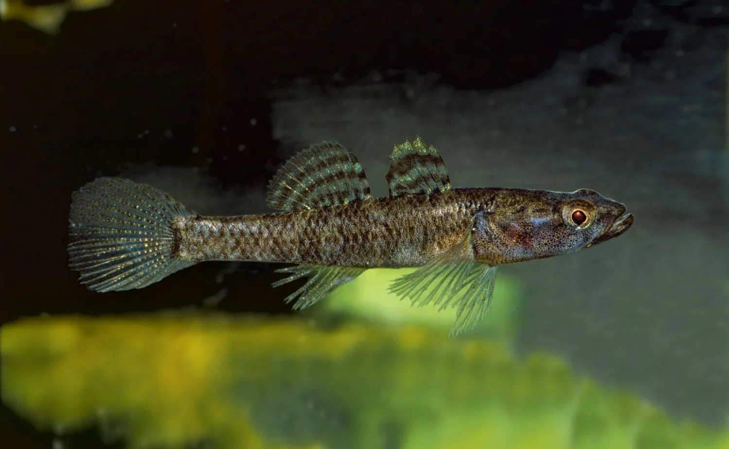 Flathead Gudgeon