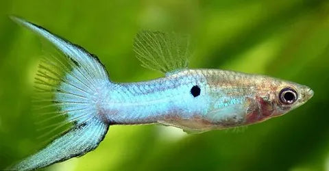 Japan Blue Endler Guppy (M + F Pair)