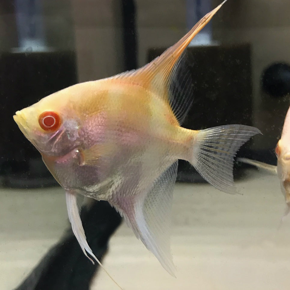 Red Eye Albino Angel 3.5cm