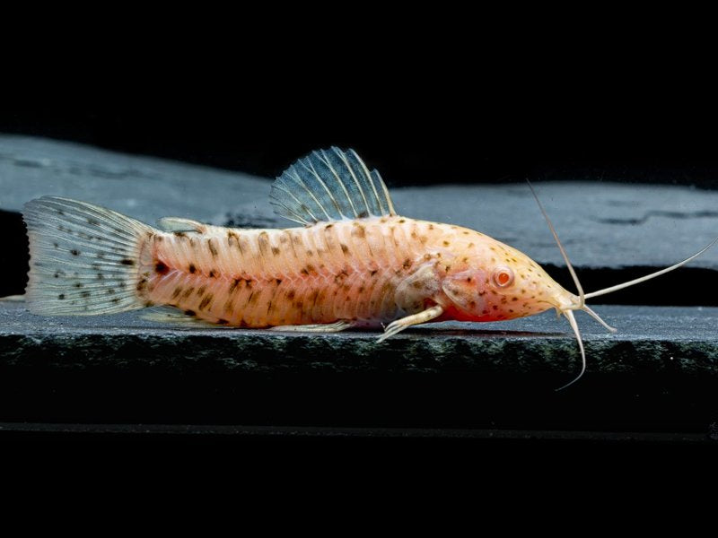 Albino Hoplo Catfish 4-6cm