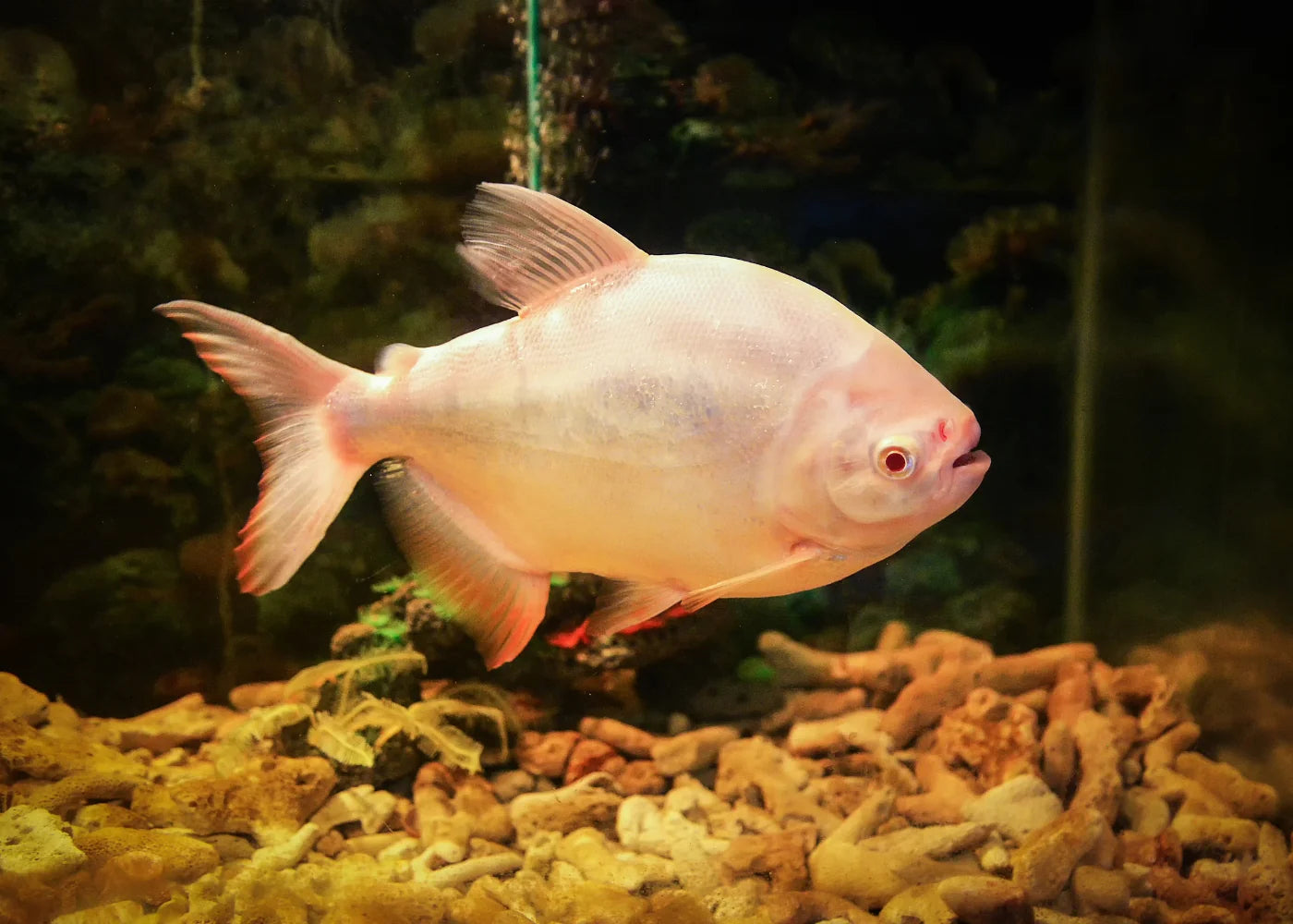 Albino Pacu 16-20cm (Piaractus brachypomus)
