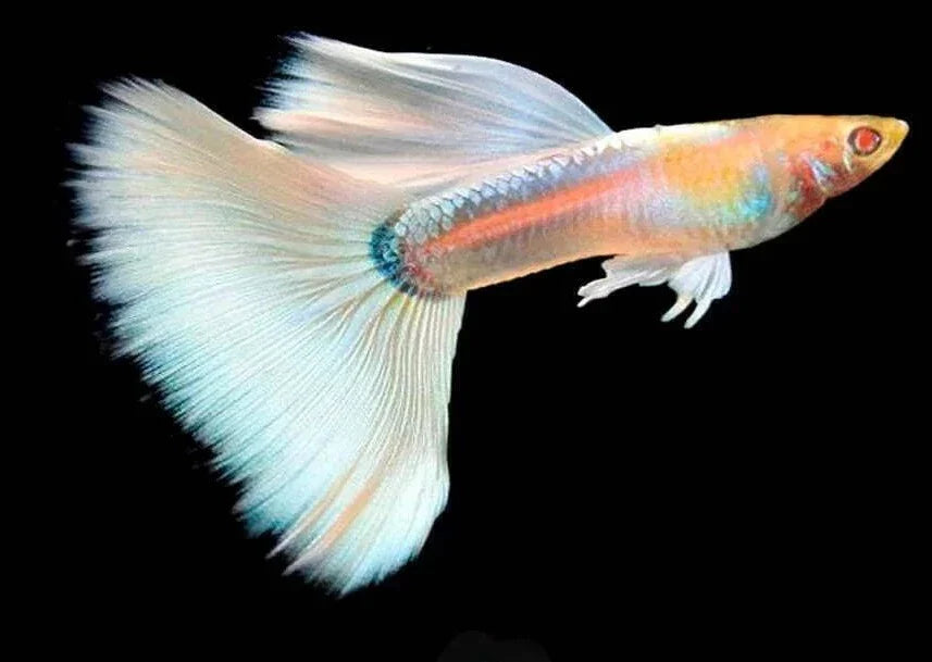 Albino Platinum Female Guppy