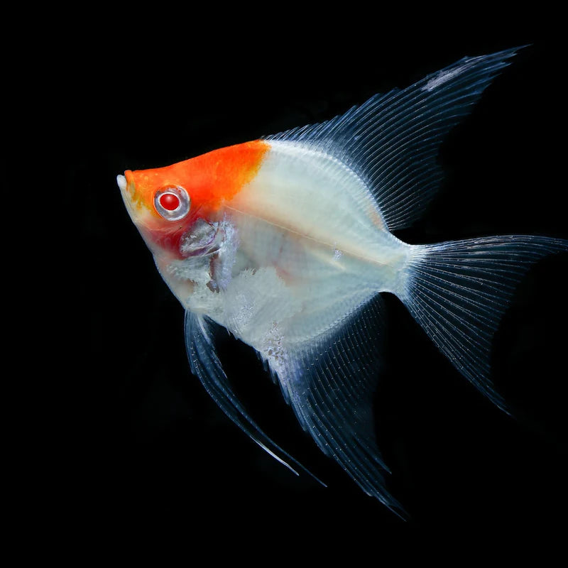 Albino Red Cap Angelfish 4cm