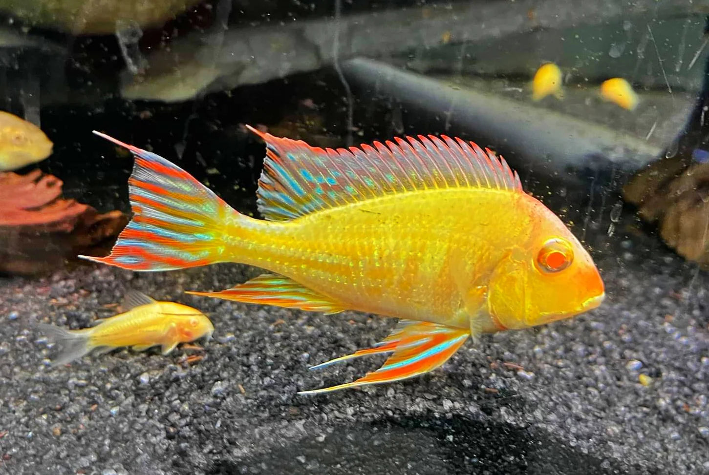 Albino Red Head Tapajo Geophagus 6cm