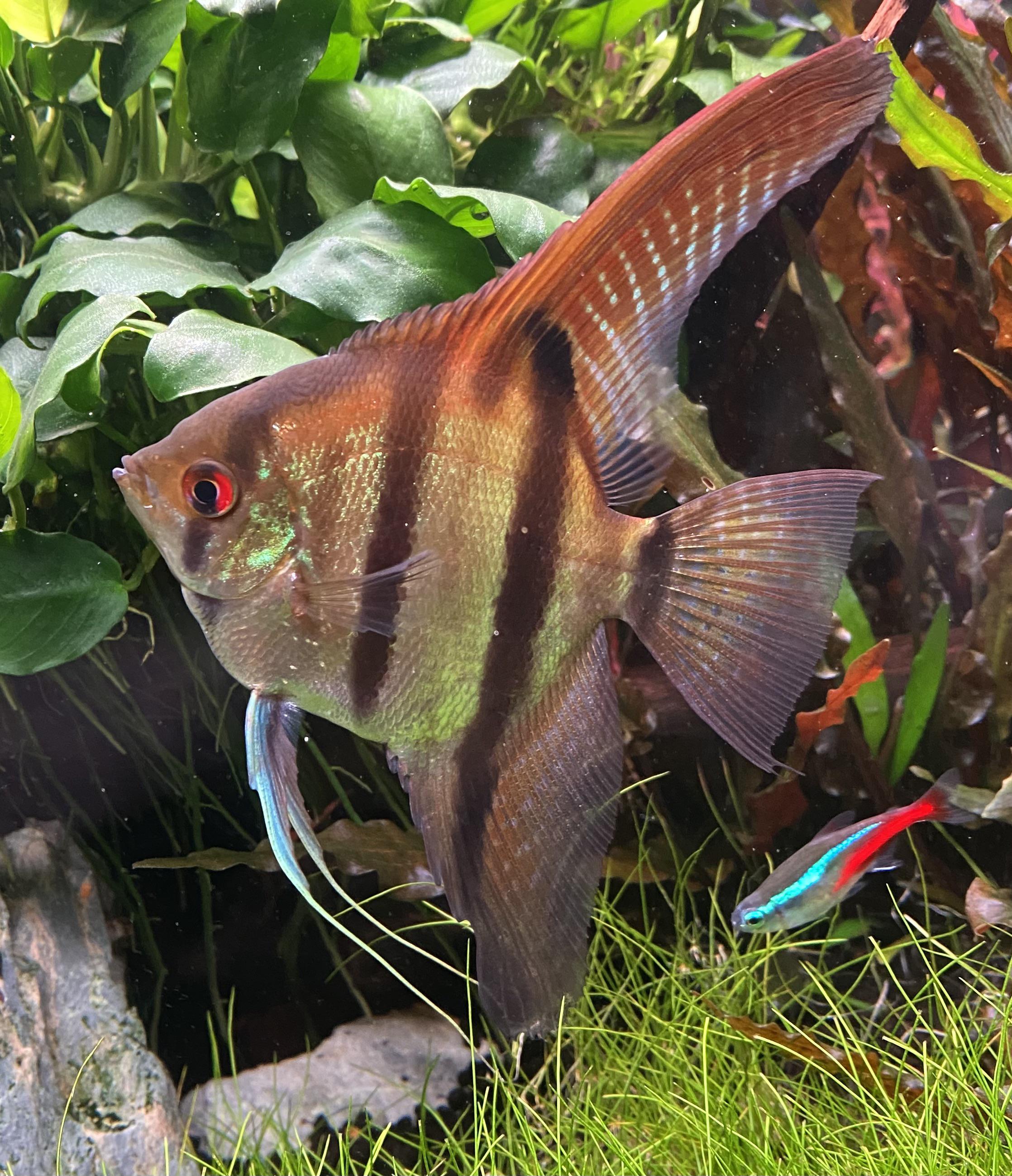 Amapa Angelfish 8cm