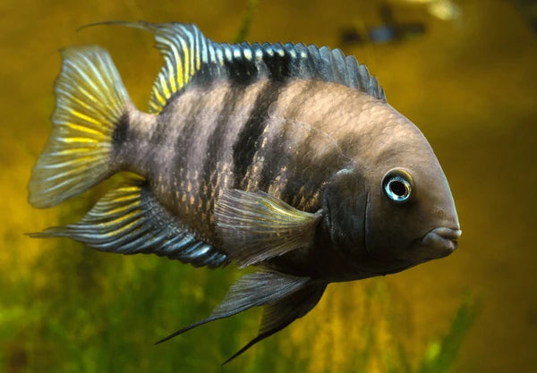 Blue Eye Cichlid 5cm