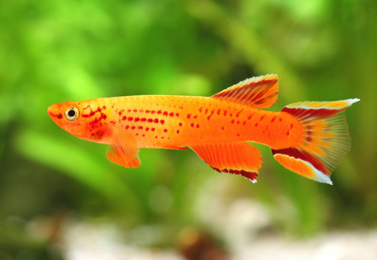 Aph. Australe Gold Lyretail Killifish