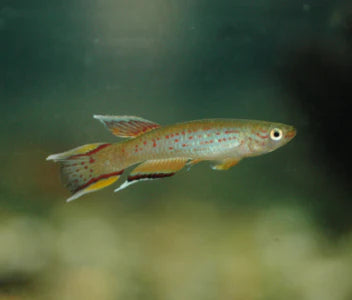 Aph. Australe Kap Lopez Lyretail 3cm