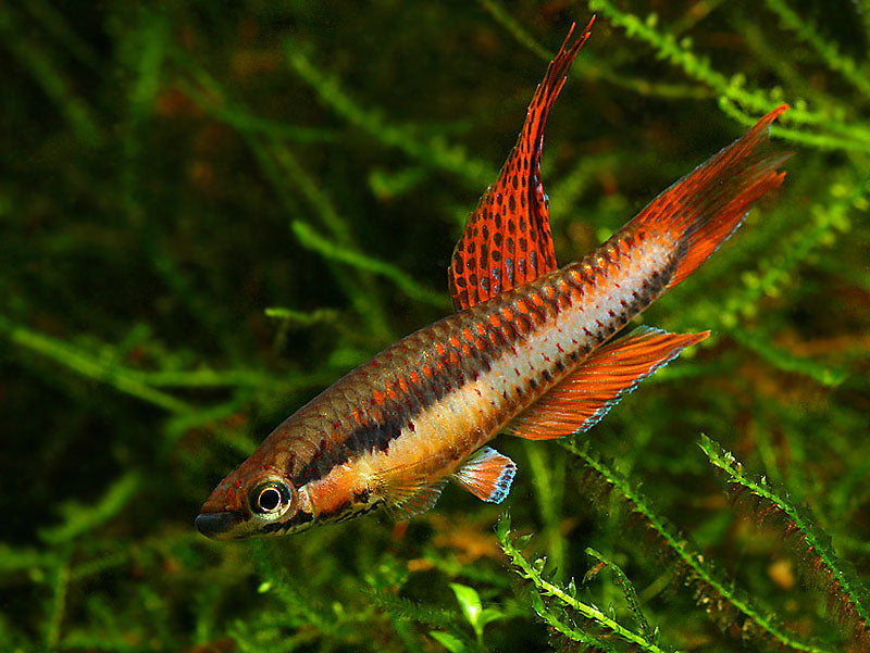 Aphyosemion Bitaeniatum Agbowa