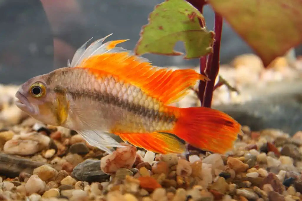 Apistogramma Cacautoides Super Red