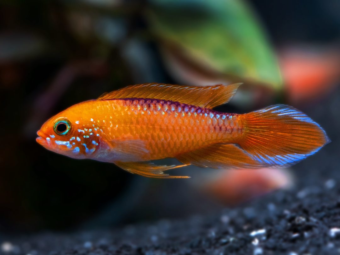 Apistogramma Agassizii Fire Red Gold 5cm