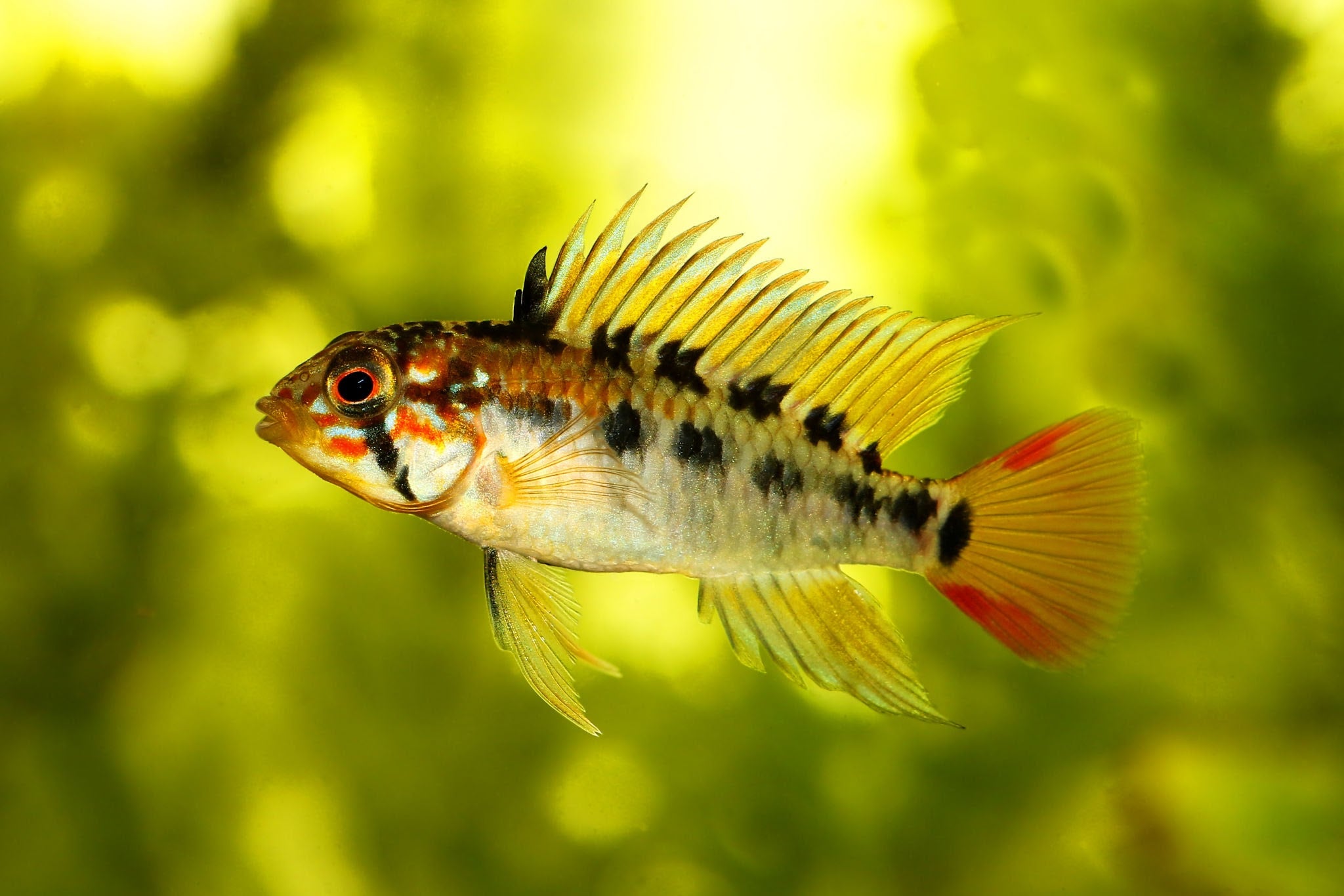 A GRADE Apistogramma Macmasteri Super Red 5cm