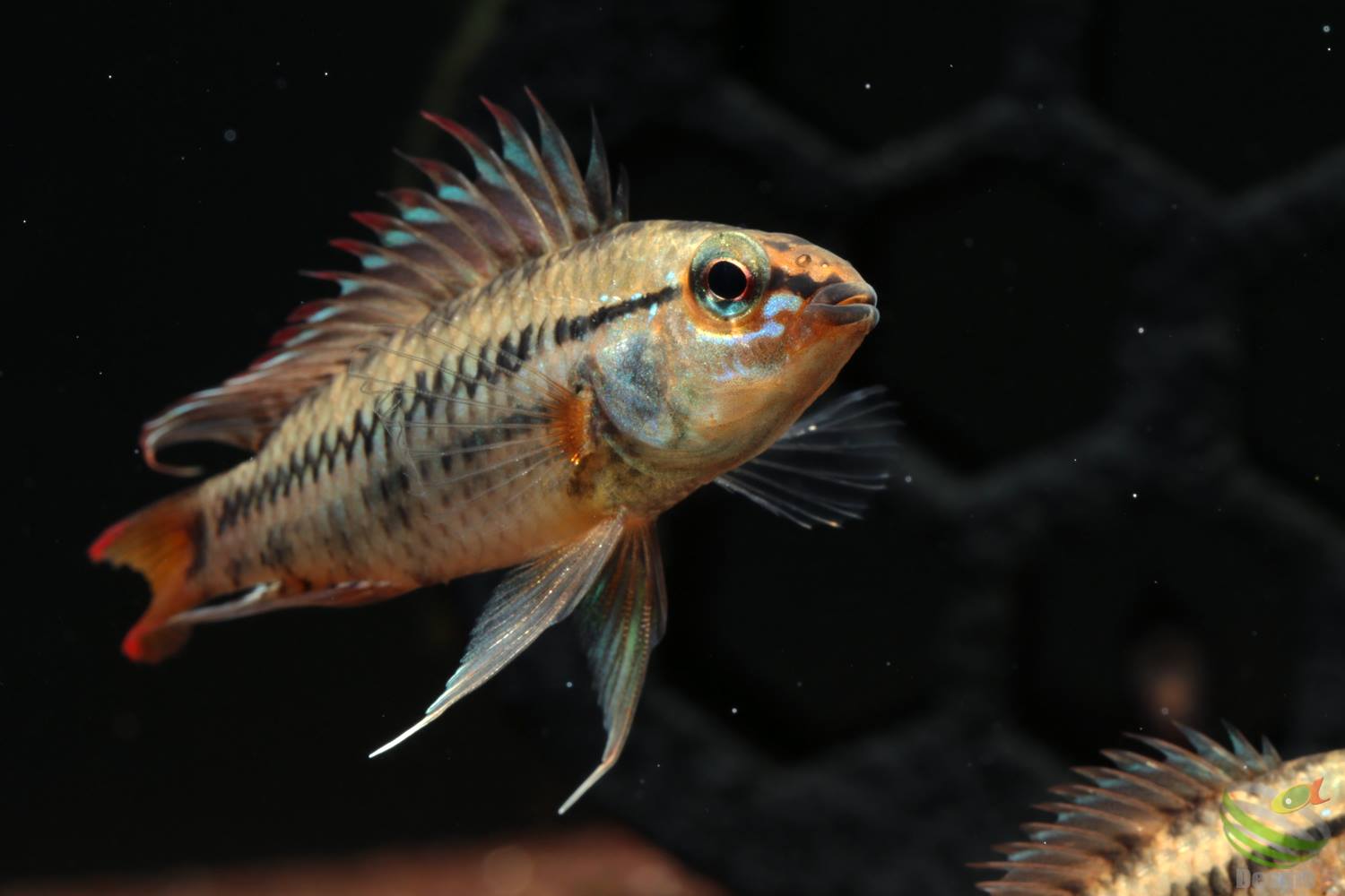 Apistogramma Viejita