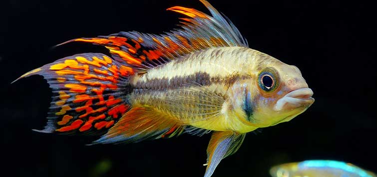 Apistogramma cacautoides 3cm
