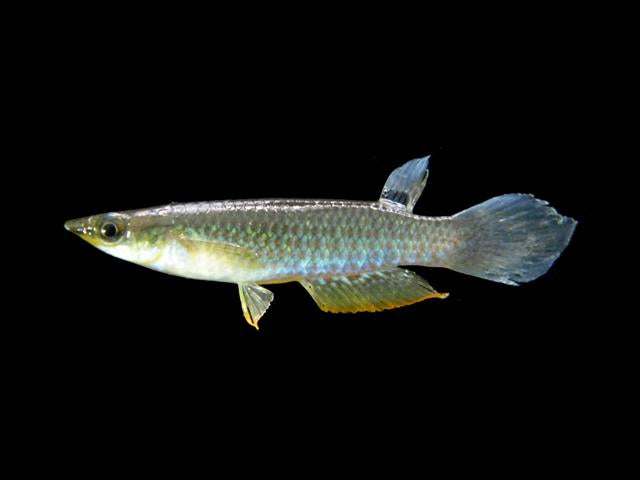 Blue Panchax 4cm
