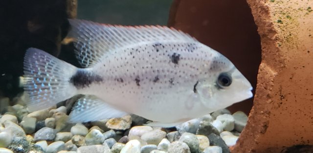 Argentea Cichlid 12-15cm