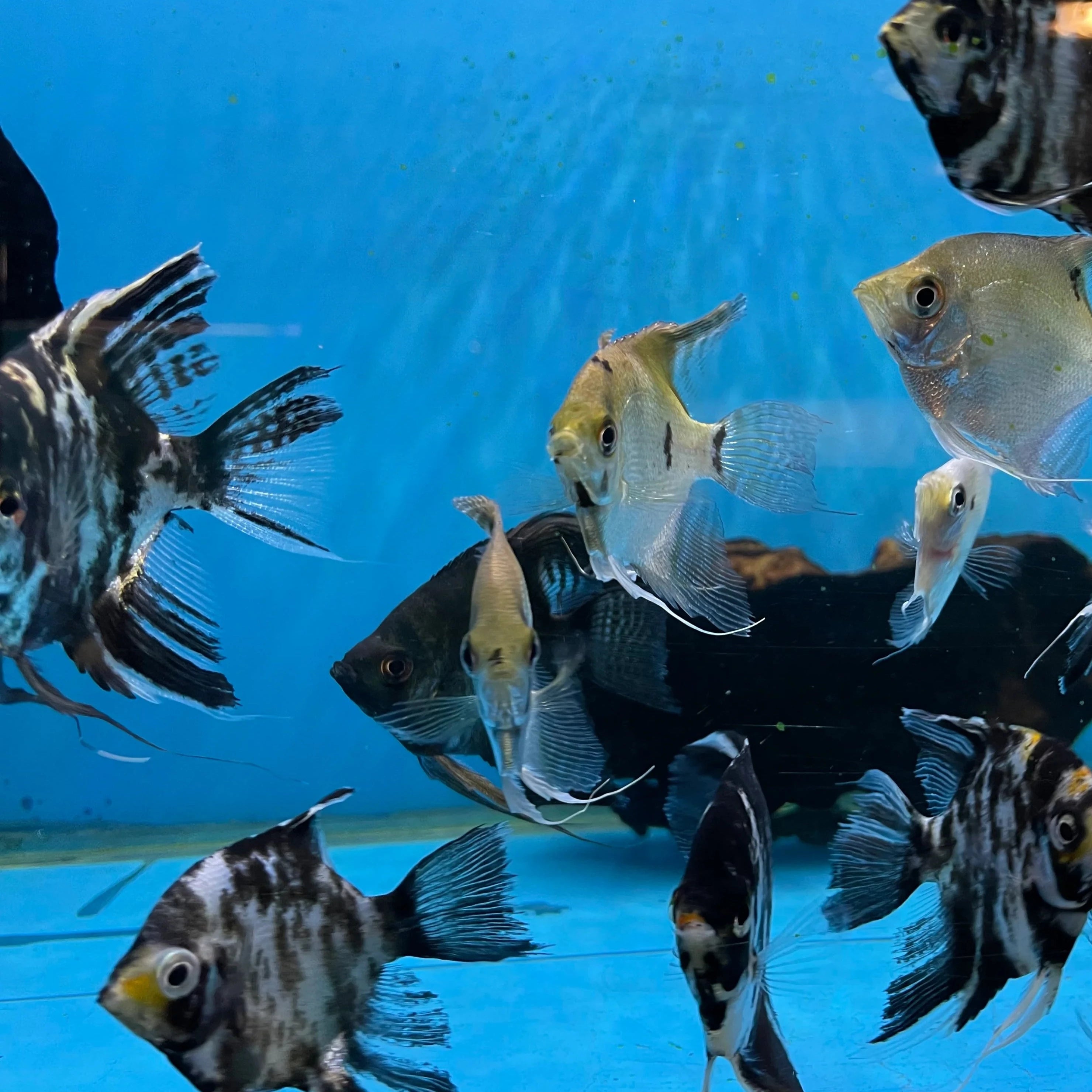 Wild Type Angelfish
