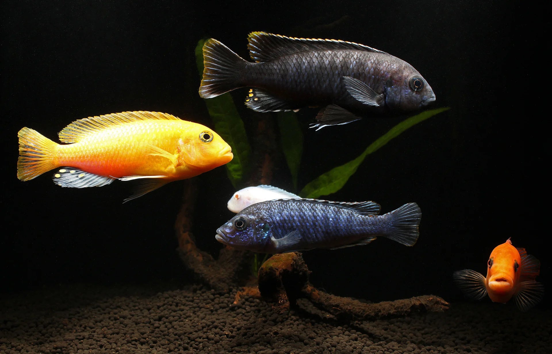 Assorted Mbuna Cichlid