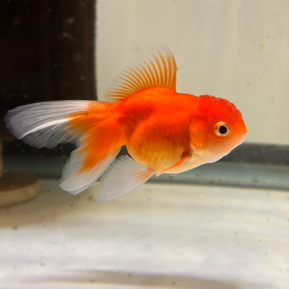 Assorted Oranda 5cm