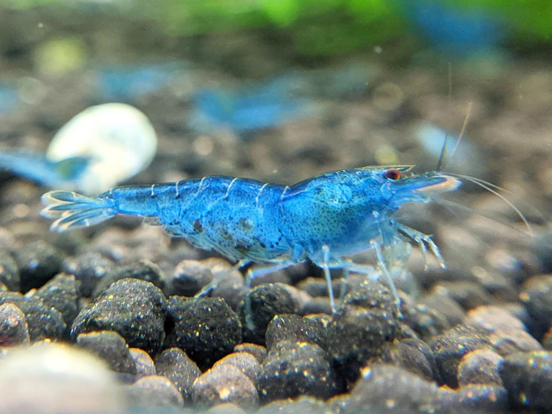 Aura Tiger Shrimp