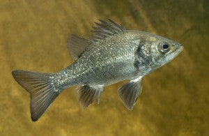 Australian Bass 4cm